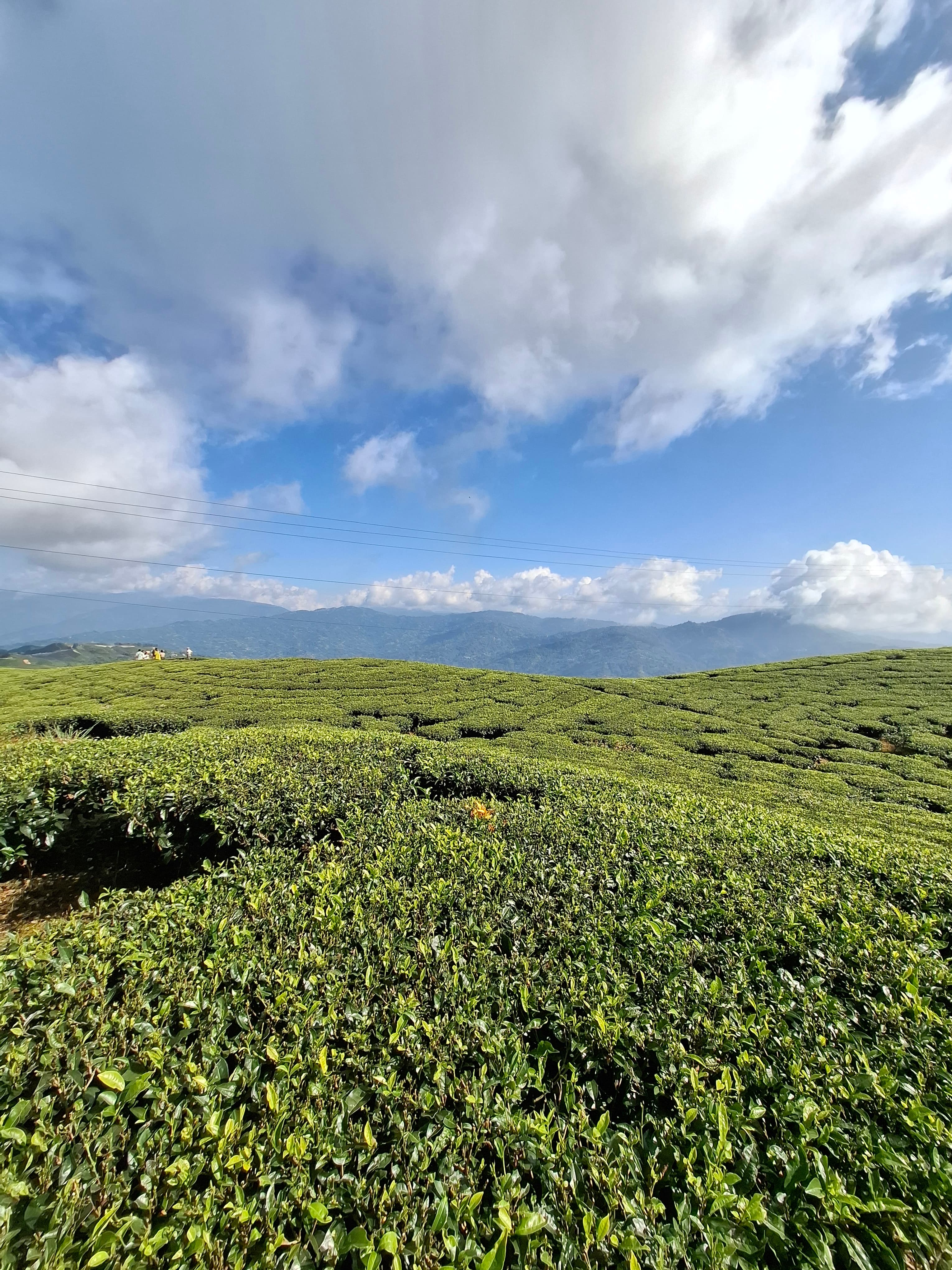 Green Panorama Tea Leaf Trail gallery 3